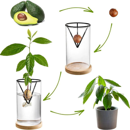 Hydroponic Avocado Tree Growing Kit – Glass Seed Vase with Bamboo Triangle Stand for Easy Sprouting Indoor Plant Pot