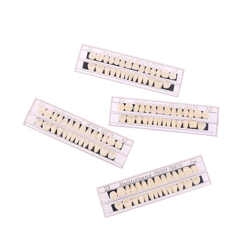 Dental Teeth Teaching Model – Professional Oral Care Training & Dental Material Tool