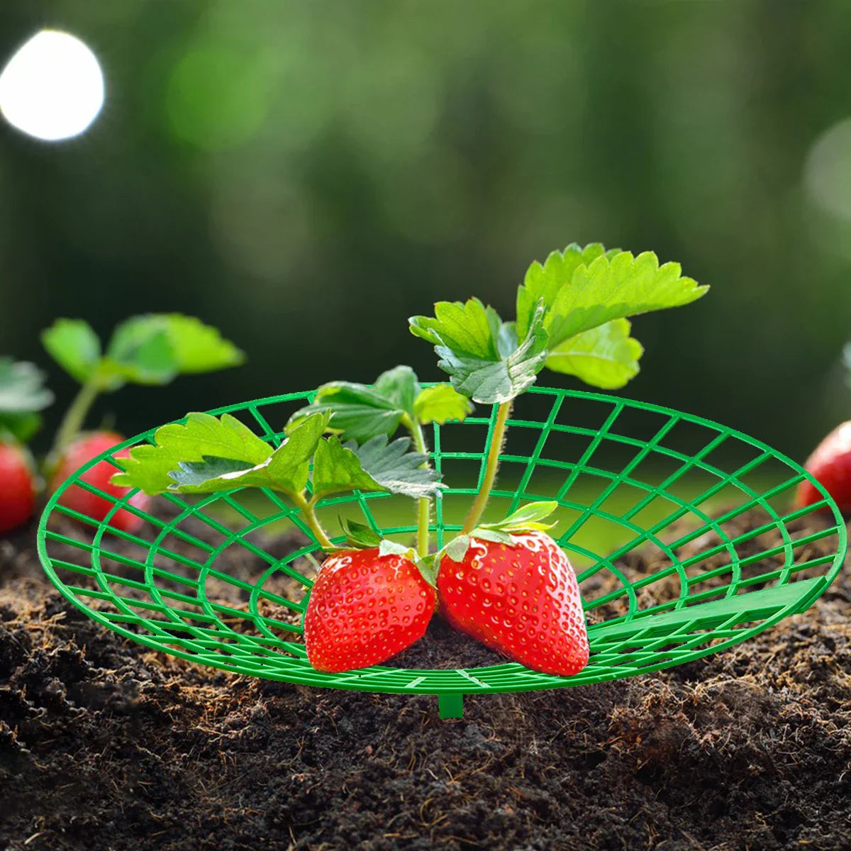 10Pcs Strawberry Plant Supports - Sturdy 3-Legged Growing Racks for Protection Against Mold, Rot, and Dirt - Cage Frame Holder