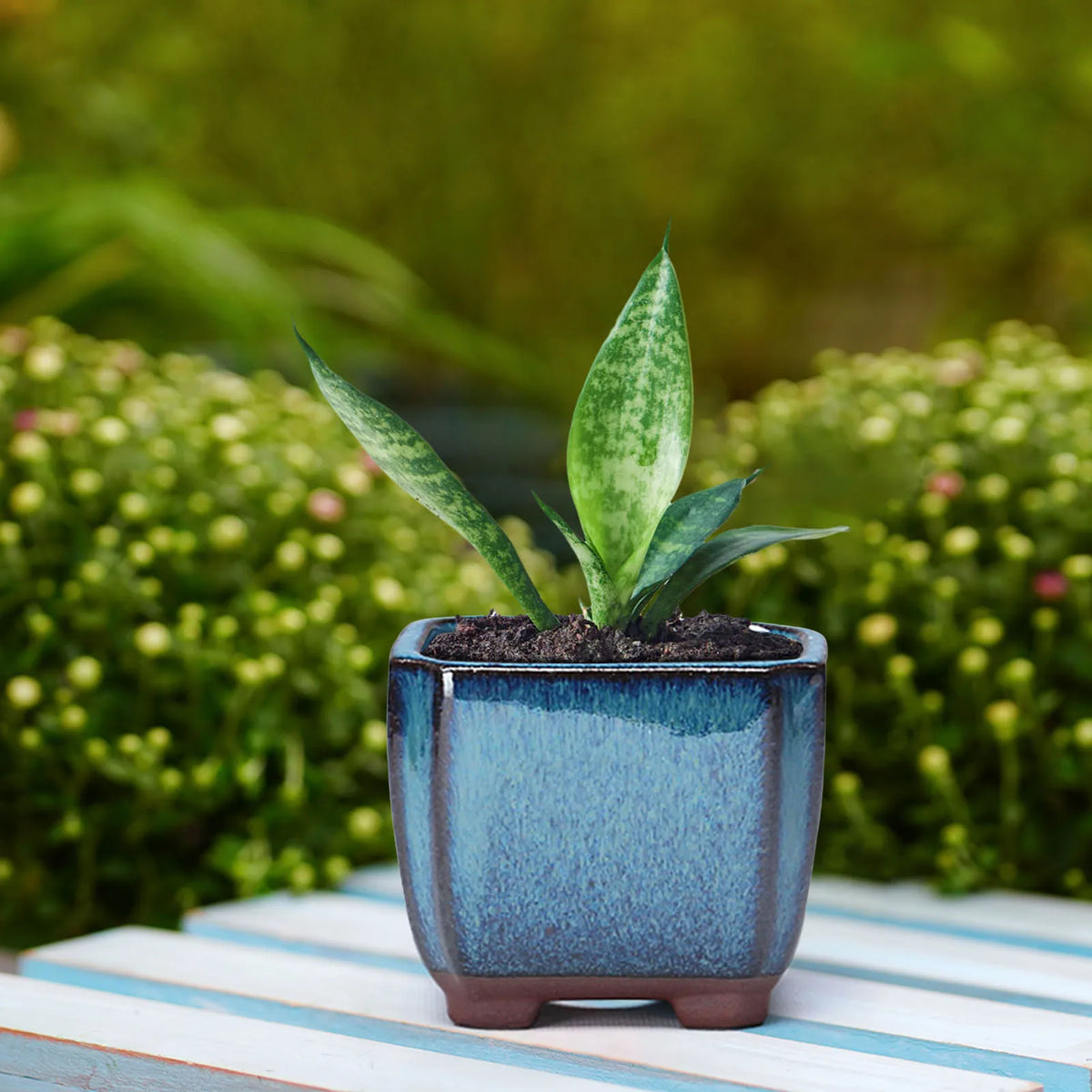 Ceramic Succulent Flower Pot - Ventilated Planter for Indoor & Outdoor Plants