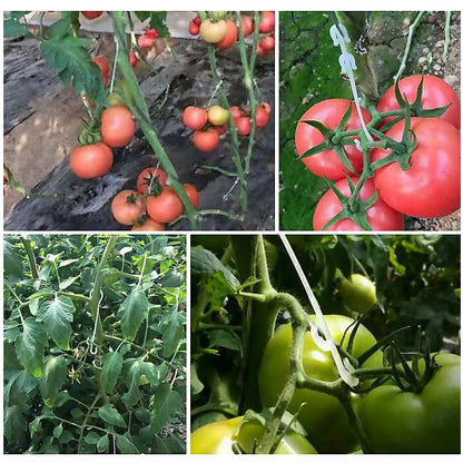50pcs J-Shaped Fruit Cherry Tomato Ear Hook: Garden Plant Grape Support Vines Fastener Clips - Trellis Fixed Buckle Hook Included