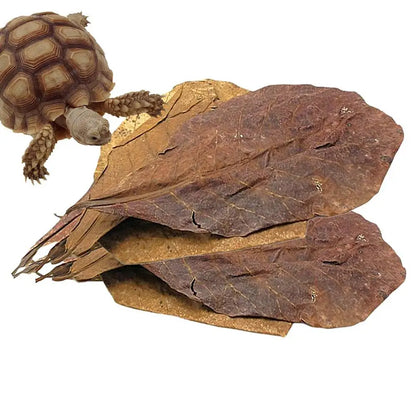 Aquarium Almond Catappa Leaves – Betta & Shrimp Fish Tank Accessories for Creating a Rainforest Environment