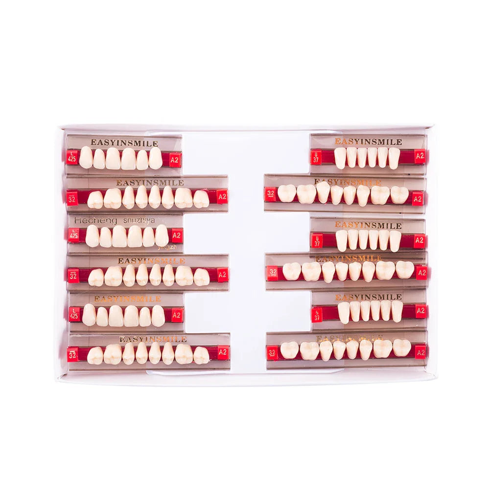 16/12 Set Dental Denture Teeth Model Kit, Upper & Lower Anterior Synthetic Polymer Teeth A2 A3 for Dental Education & Training