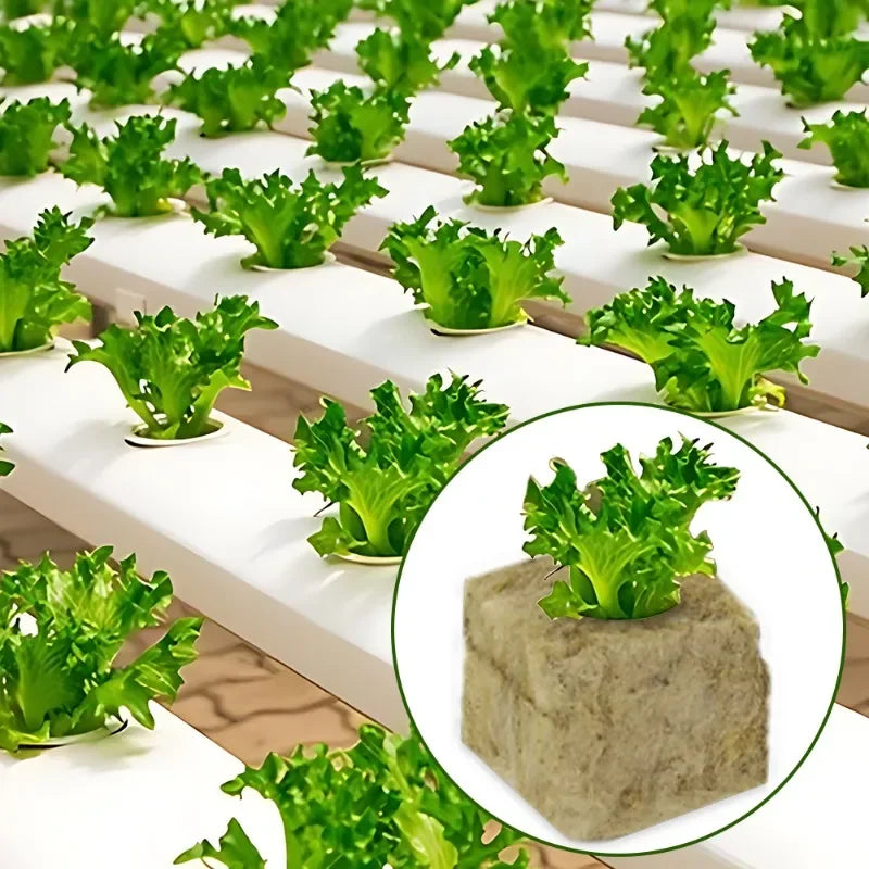 Seedling Grow Cubes — Stonewool Soilless Hydroponic Blocks for Vegetable & Plant Growing