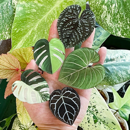 Popular Cute Simulation Leaf Phone Holder Grip - Foldable & Expandable Finger Ring Support Stand - Glossy Griptok Pocket Socket