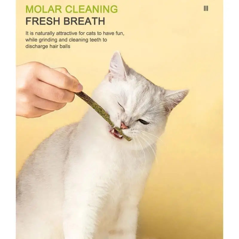 6-Pack Natural Silvervine Cat Chew Sticks - Exciting Matatabi Mint Flavor for Dental Health & Play, Pet Supplies