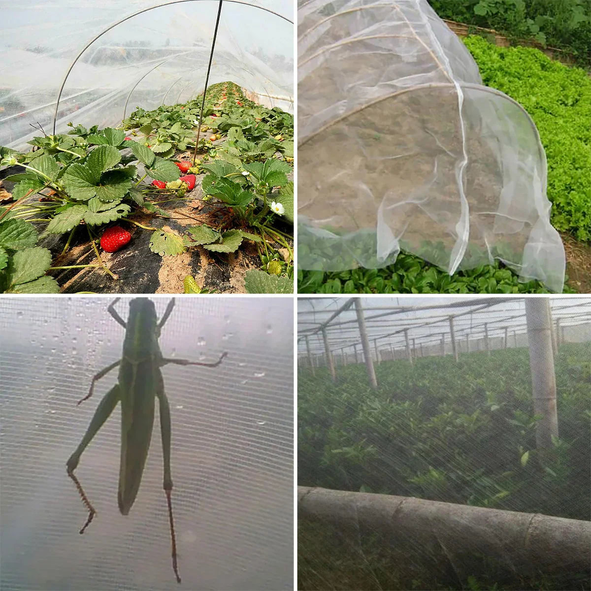 Garden Insect Protection Net – 60 Mesh Pest Control Cover for Plants, Vegetables, Fruits, Flowers & Greenhouse, Anti-Bird Protective Net