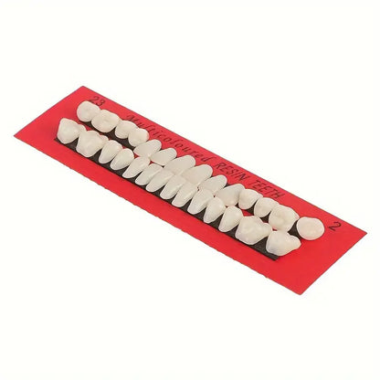 28pcs Dental Training Resin Teeth Model Set, Permanent Denture Practice Kit for Dentistry Technician Education & Teaching Props