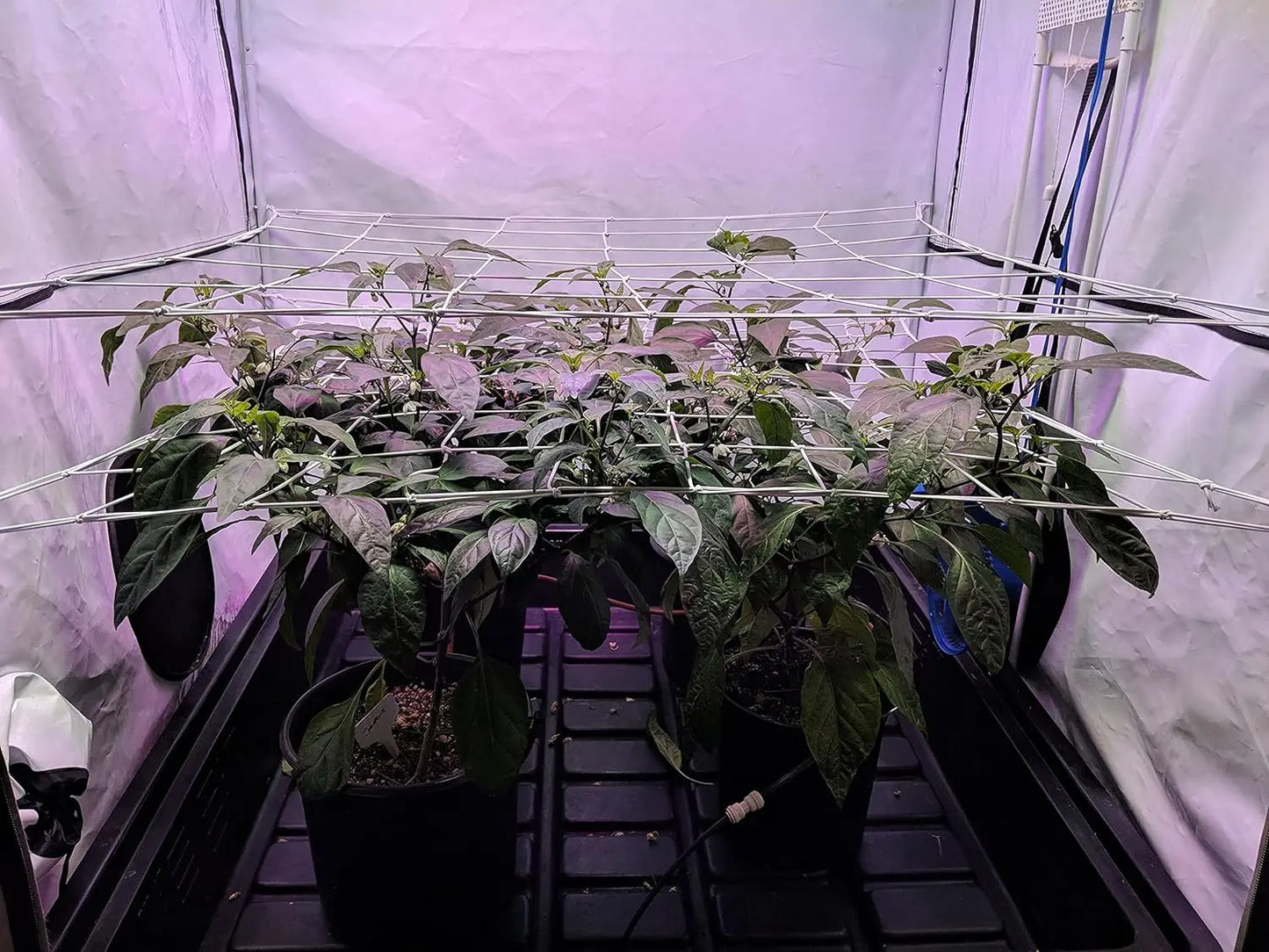 4'' Mesh Trellis Netting for Grow Tents – Elastic ScrOG/LST/HST Plant Support with Hooks, Grow Box Kit for Low Stress Training