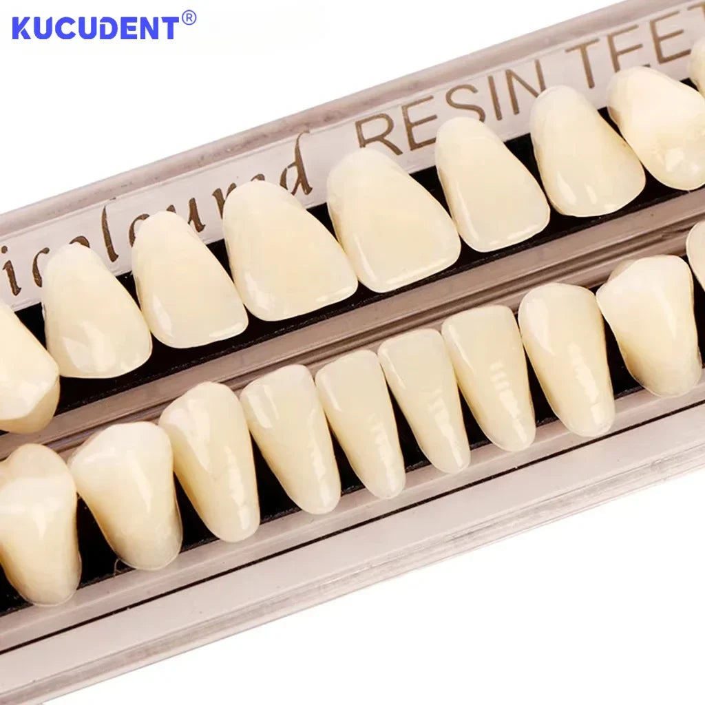 28-Teeth Resin Denture Set – Synthetic Dental Teaching Model for Education, Training & Permanent Teeth Practice Material
