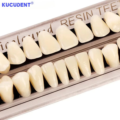 28-Teeth Resin Denture Set – Synthetic Dental Teaching Model for Education, Training & Permanent Teeth Practice Material