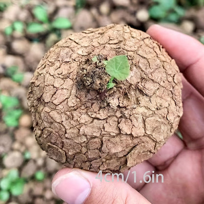Dried Rattan Plant - Sacred Prayer Plant for Home Decoration, Brings Good Luck and Prosperity, Evergreen All Year Round